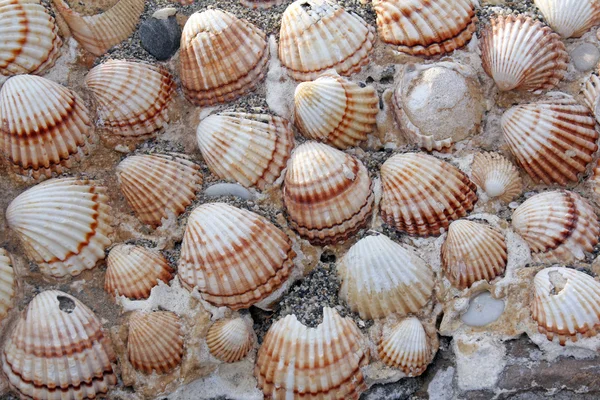 Fondo de conchas — Foto de Stock