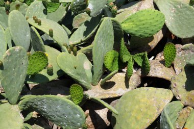 inciri kaktüs arka plan