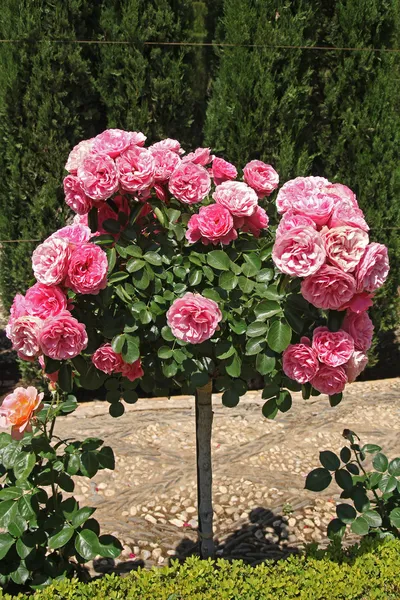 Hermosas rosas rosadas en el jardín — Foto de Stock