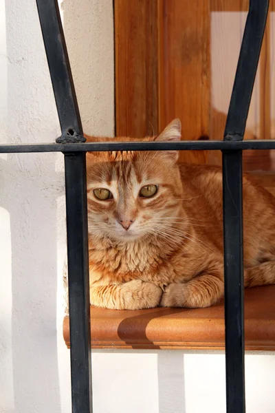 Імбирний кіт лежить на вікні — стокове фото