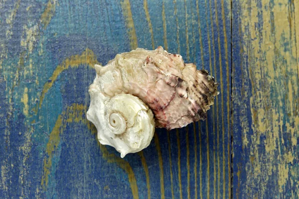 Shell på blå trä bakgrund — Stockfoto