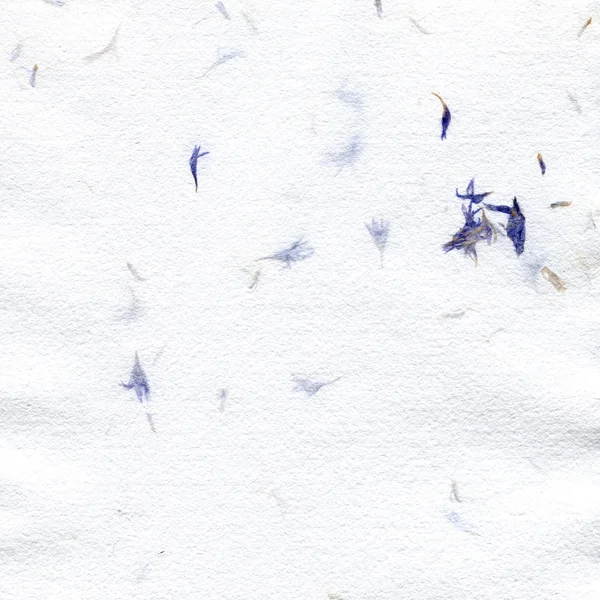 Handmade paper texture with dried flowers — Stock Photo, Image