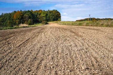 Sonbahar ekili tarlaların manzarası              