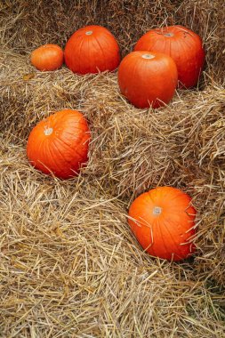 saman balyalarında balkabakları; sonbahar, Şükran Günü, Cadılar Bayramı süslemeleri