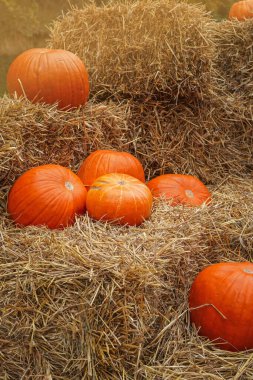saman balyalarında balkabakları; sonbahar, Şükran Günü, Cadılar Bayramı süslemeleri