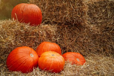saman balyalarında balkabakları; sonbahar, Şükran Günü, Cadılar Bayramı süslemeleri