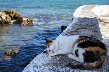 Yunanistan 'ın Corfu kentindeki Vlacherna Manastırı' nın yanındaki taş rıhtımda uyuyan sevimli kedi.