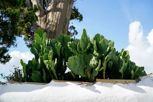 Tüskés Körte Kaktusz Fehér Falon — Stock Fotó