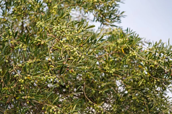 Ramas Con Aceitunas Olivar Grecia — Foto de Stock