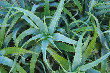 aloe vera bitki arkaplanı veya dokusu                    