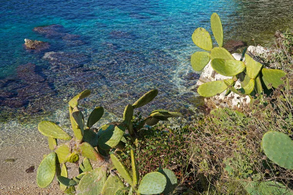 仙人掌植物与蓝海 — 图库照片