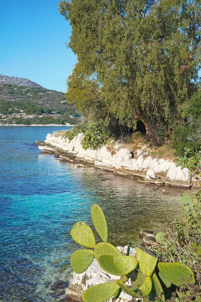 希腊科孚岛Kassiopi的仙人掌和蓝海 — 图库照片