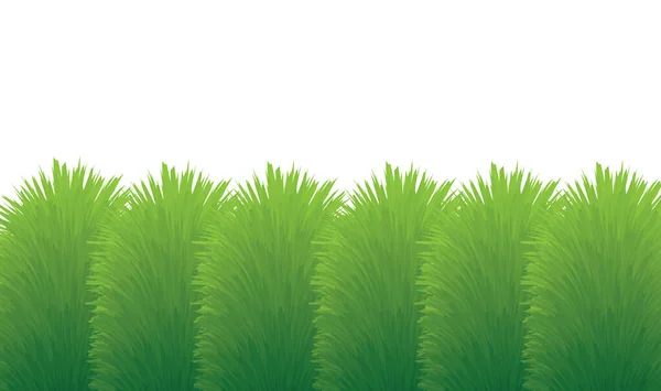 Πράσινο Διακοσμητικό Γρασίδι Θάμνος Κατά Του Λευκού Backround Διανυσματική Απεικόνιση — Διανυσματικό Αρχείο