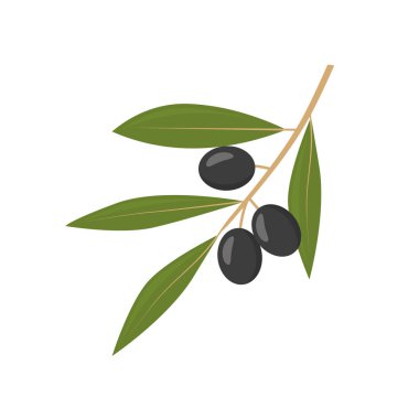 siyah zeytin dalı - vektör çizimi