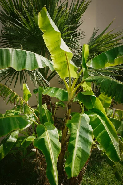 Pohon Pisang Dan Daun Palem Taman Alam Tropis — Stok Foto