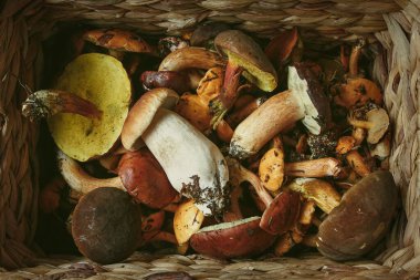 Yenilebilir mantarları sepette yeni topladım.