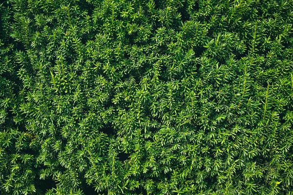 Navidad Fondo Naturaleza Primer Plano Del Seto Verde —  Fotos de Stock