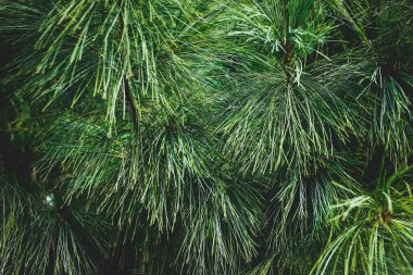 Çam dallarına, doğaya, yılbaşı geçmişine yakın çekim