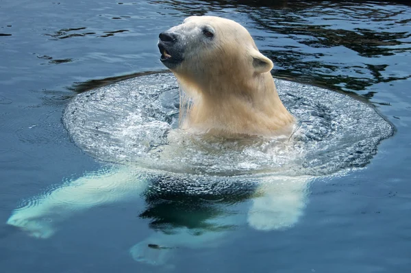 Polar zwemmen — Stockfoto