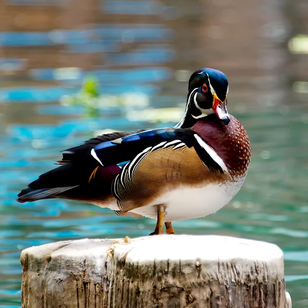 Wood duck — Stock Photo, Image