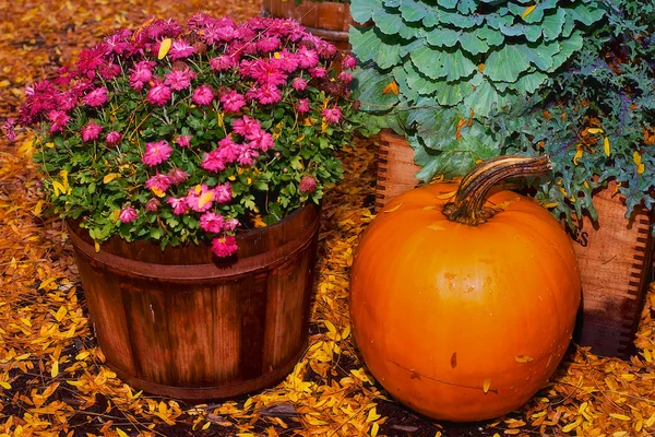 Harvest Colors — Stock Photo, Image