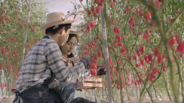 Dois Fazendeiros Mulher Homem Cortando Tomates Maduros Orgânicos Arbusto Com — Vídeo de Stock