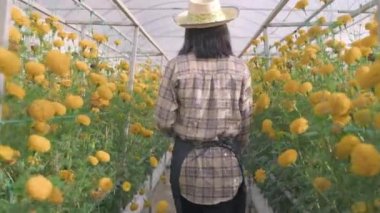 Güzel, genç bir çiftçi. Bahçedeki sarı çiçekleri kontrol etmek için yürüyor. Serada ekiyor, kadife çiçeği yetiştiriyor, bahçe işleriyle uğraşıyor.