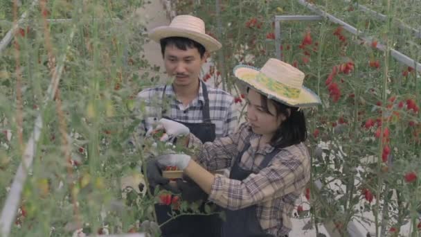 两个农民妇女和男子一起在温室花园用剪刀从灌木丛中割下有机成熟的西红柿 种植蔬菜有机农场的概念 — 图库视频影像