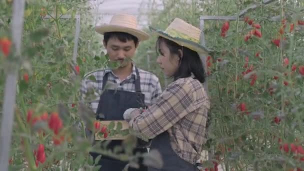Çiftçi Kadın Erkek Organik Olgun Domatesleri Bir Çalılıktan Kesiyorlar Sera — Stok video