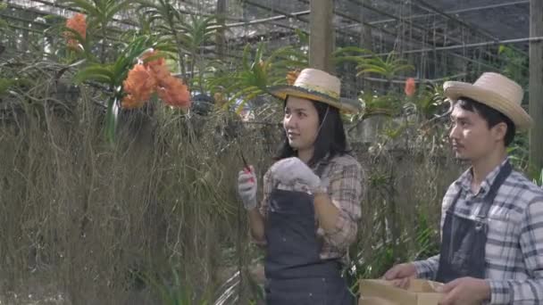 Junger Lächelnder Landwirt Schneidet Orchideen Blumen Mit Der Gartenschere Garten — Stockvideo