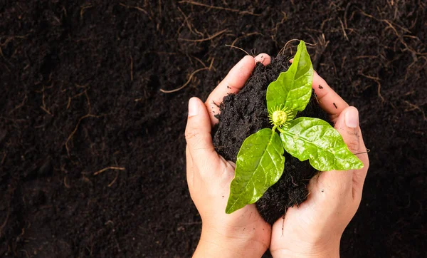 Mano Mujer Sosteniendo Tierra Negra Fértil Del Compost Con Cultivar — Foto de Stock