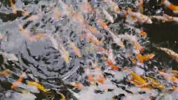 カラフルな池で泳ぐ鯉や鯉の魚の多くは トップビュー日本の美しい鯉水中 — ストック動画