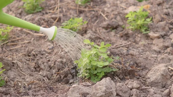 Wachsen Sprossen Lernen Die Von Einem Bewässerungskanto Bewässert Werden Pflanzung — Stockfoto