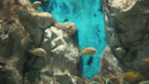 緑の植物と新鮮な水族館タンクで水中淡水水族館の美しい魚 ガラスキャビネットで海洋生物熱帯 — ストック動画