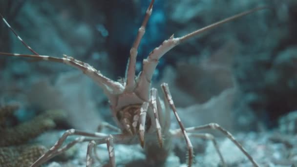 Freshwater Aquarium Caribbean Spiny Lobster Underwater Fresh Aquarium Tank Green — Stock Video