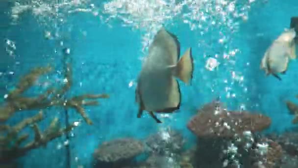 淡水水族馆漂亮的鱼在水族馆的水族箱里 水族馆里有绿色的植物 玻璃柜里有热带海洋生物 — 图库视频影像