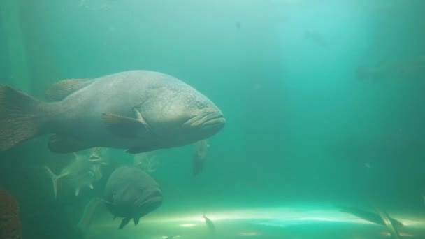 淡水水族馆漂亮的石斑鱼在水族馆的水族箱里 水族馆里有绿色的植物 玻璃柜里有热带的海洋生物 — 图库视频影像