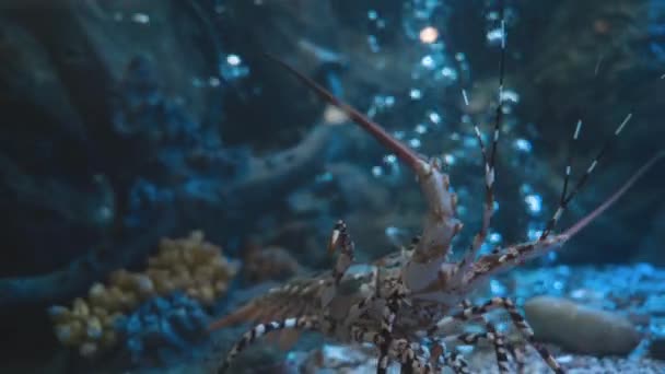 淡水水族館緑の植物 ガラスキャビネット内の海洋生物熱帯で新鮮な水族館タンクで水中カリブ海のとげのあるロブスター — ストック動画