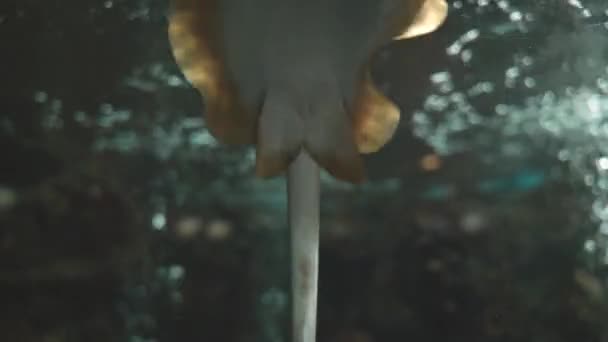 Süßwasseraquarium Schöne Stachelrochenfische Unter Wasser Süßwasseraquarium Mit Grüner Pflanze Meereslebewesen — Stockvideo