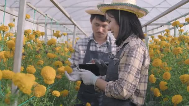 Молодой Фермер Работающий Помощью Увеличительного Стекла Проверяет Цветение Желтого Цветка — стоковое видео