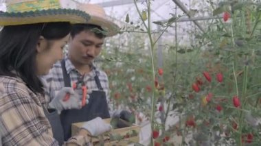 İki çiftçi kadın ve erkek organik olgun domatesleri bir çalılıktan kesiyorlar sera bahçesinde birlikte domates bahçesinde organik sebze yetiştirme konsepti.