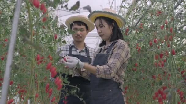 Dwie Rolniczki Mężczyzna Wycinający Organiczne Dojrzałe Pomidory Krzaka Nożyczkami Razem — Wideo stockowe