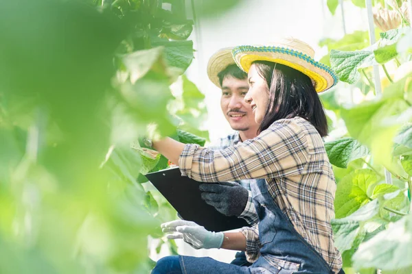 Jungbäuerinnen Überprüfen Ihre Melonenfarm Cantaloupe Frau Und Mann Prüfen Gemeinsam — Stockfoto