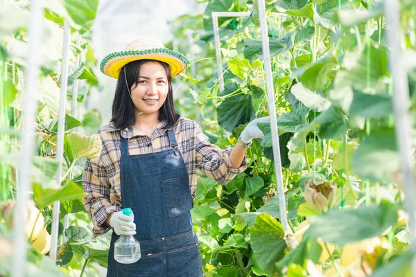 Jungbäuerin Versprüht Wasser Mit Nebelspritze Garten Gewächshausbepflanzung Melonenbauernhof Obstgartenkonzept — Stockfoto