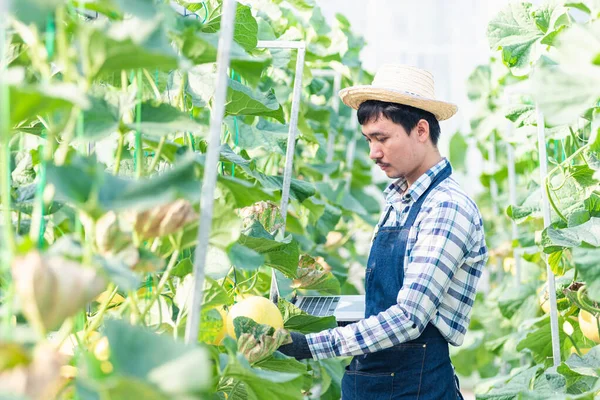 Junger Mann Landwirt Überprüft Die Qualität Der Angebauten Melone Und — Stockfoto