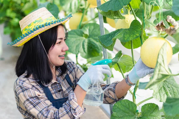 Jungbäuerin Versprüht Wasser Mit Nebelspritze Garten Gewächshausbepflanzung Melonenbauernhof Obstgartenkonzept — Stockfoto