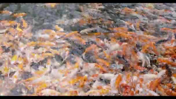Красочный Много Кои Рыбы Карпа Рыбы Плавают Пруду Вид Сверху — стоковое видео