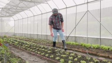 Çiftçi sebze bahçesine salata tohumu ekiyor çiftçi toprağı kazmak için yürüyor bahçıvan tohum ekmeye hazırlanıyor.