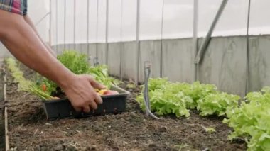 Çiftçi ellerini kapat sebze bahçesindeki topraktan taze marul salatası tohumu topla evde sebze yetiştirme kavramı.