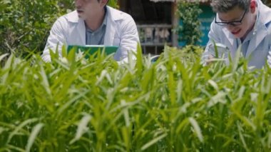 Profesyonel tarım araştırmacısı, elinde büyüteç tutan ve hastalık için hidroponik çiftliğindeki sebze yaprağına bakan iki biyoteknoloji mühendisi, panoya not alıyor.